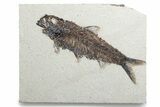 Detailed Fossil Fish (Knightia) - Wyoming #382771-1